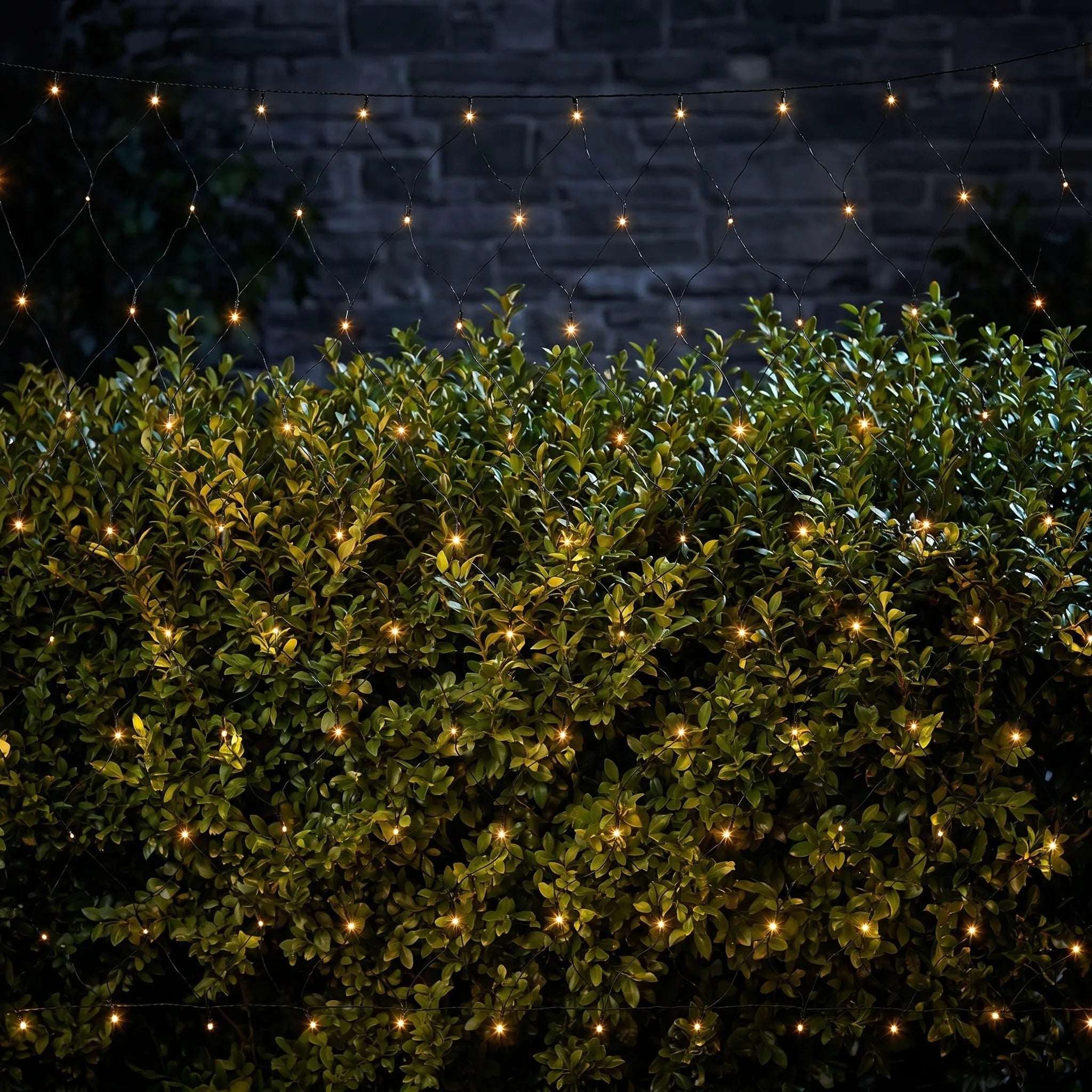 String lights illuminating a bush against a dark background